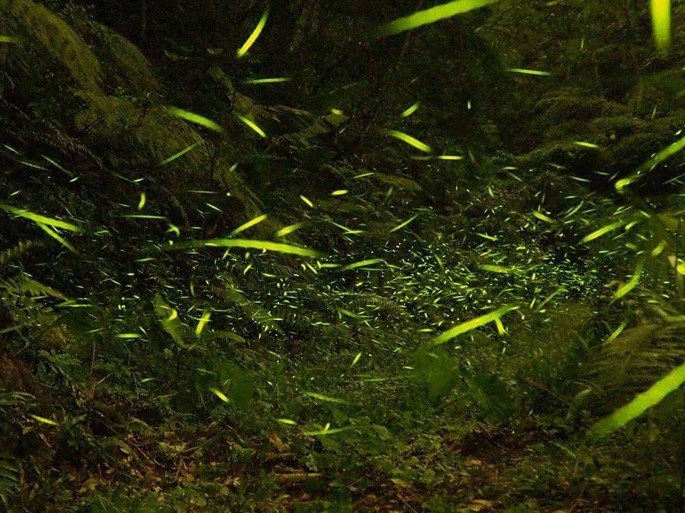 Starlight Forest B&B Jinshi Luaran gambar